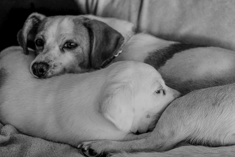 a small puppy with an older dog napping on their back