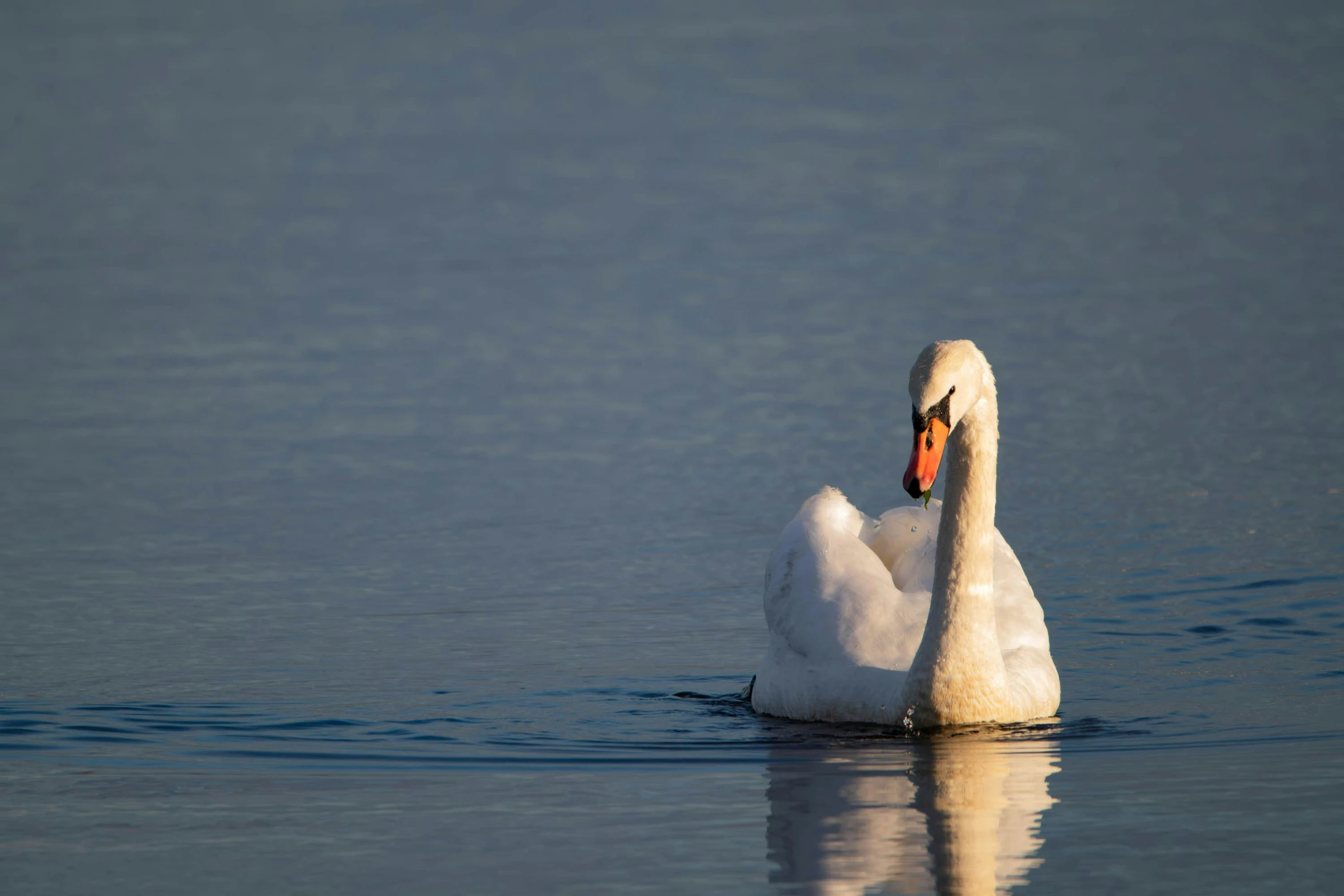 an image of a swan with it's reflection on the water