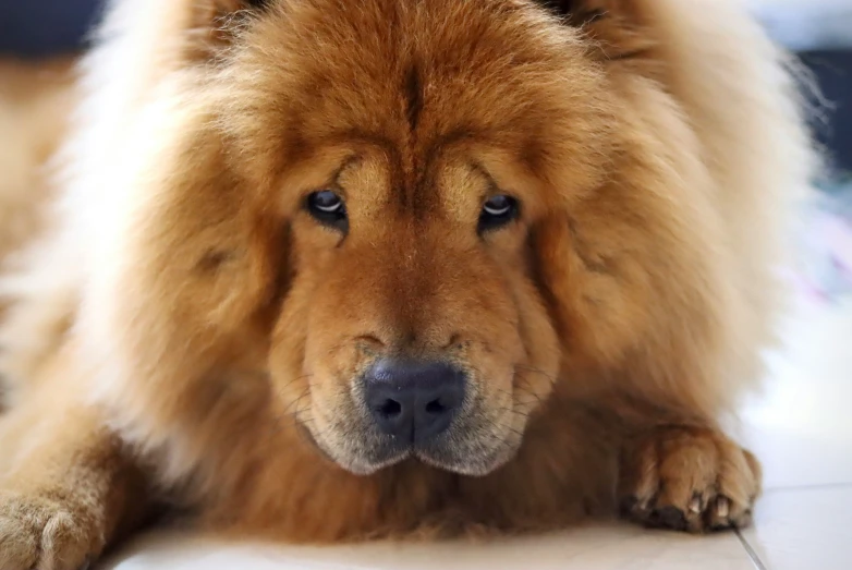 a large, fluffy dog lying down on the floor