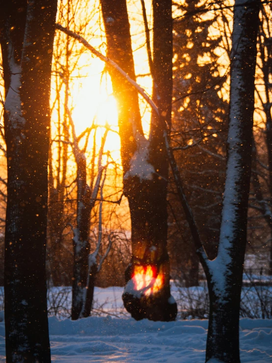 the sun shines bright through the nches of trees