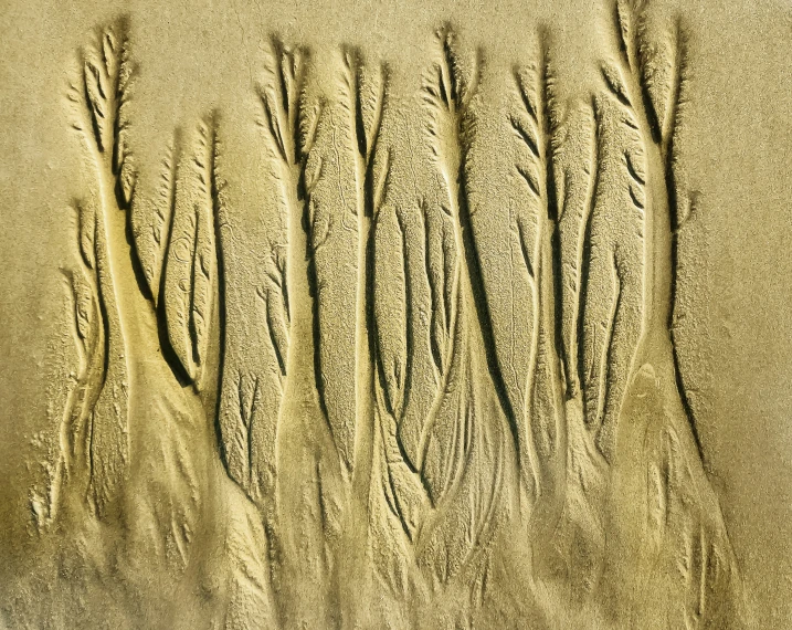 patterns in sand with very thin trees in the background