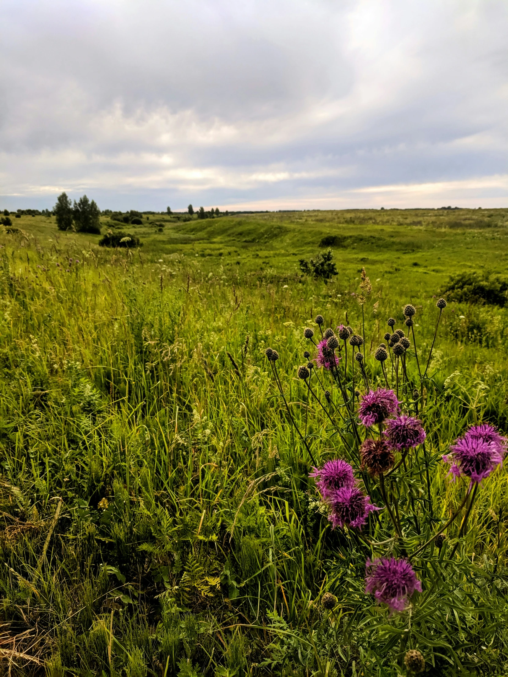 a field full of purple flowers in front of a cloudy sky