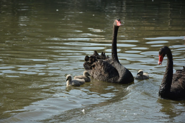 a swan with her two chicks swimming in a pond