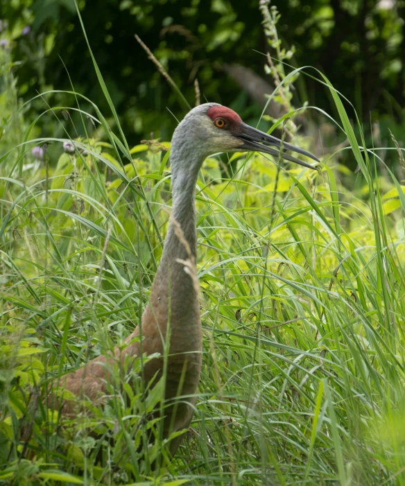 a large bird with a red head in tall green grass