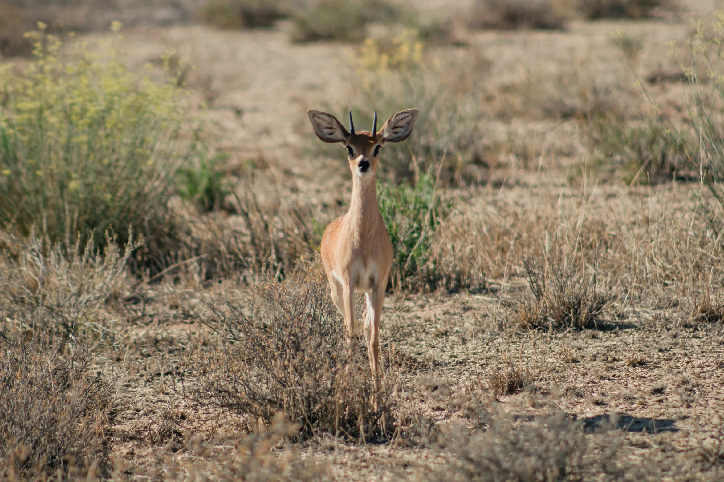 a deer looks into the camera from its den