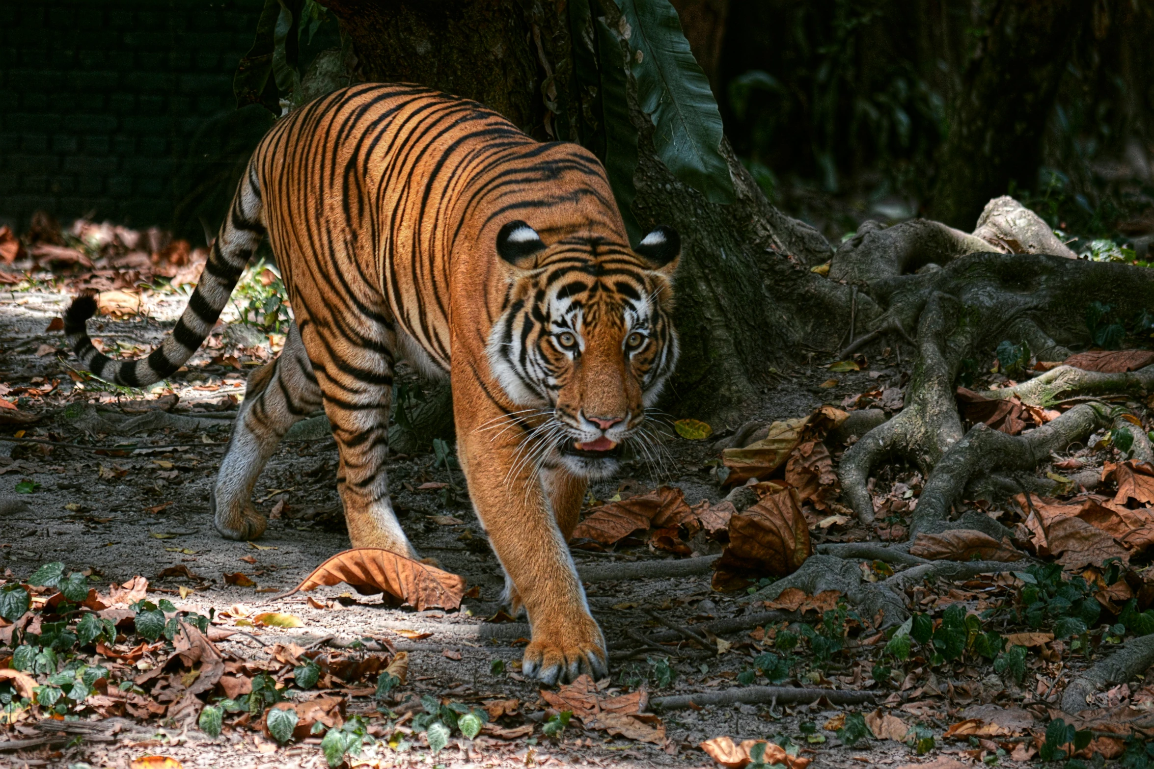 a tiger walks along the side of some trees