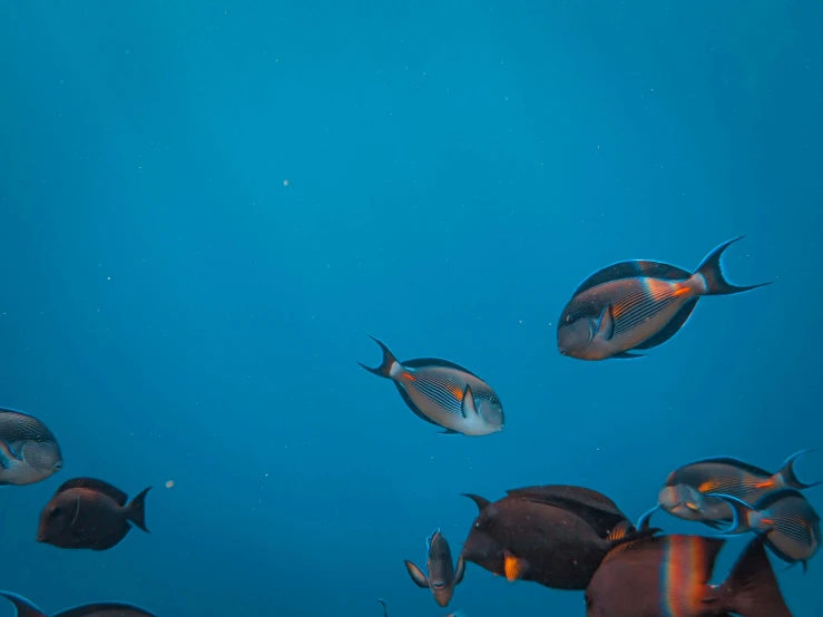 a group of fish swim through the water