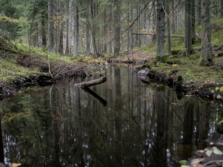 there is a small stream running through the woods