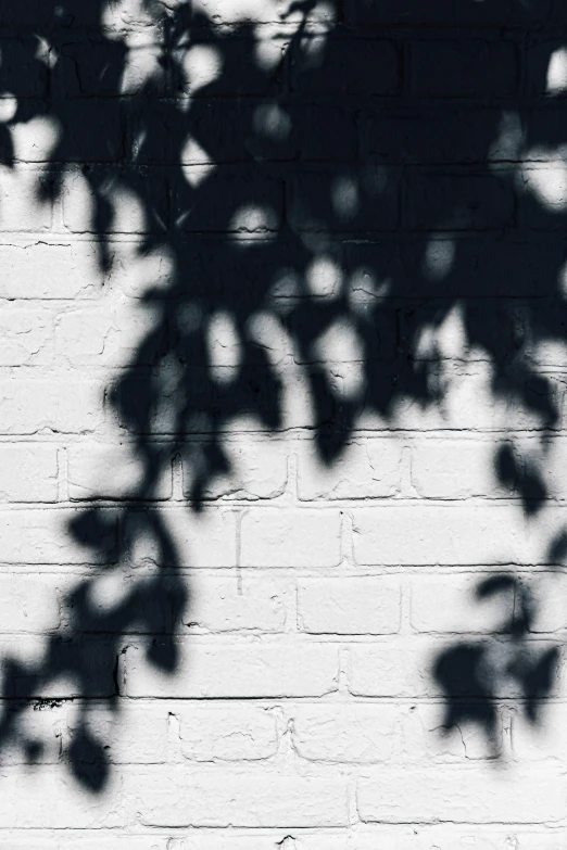 a tree shadow on a white brick wall