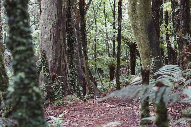 there is a dirt trail surrounded by dense trees