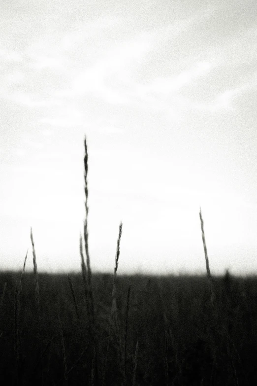 the silhouette of a tall grass growing with the sky in the background