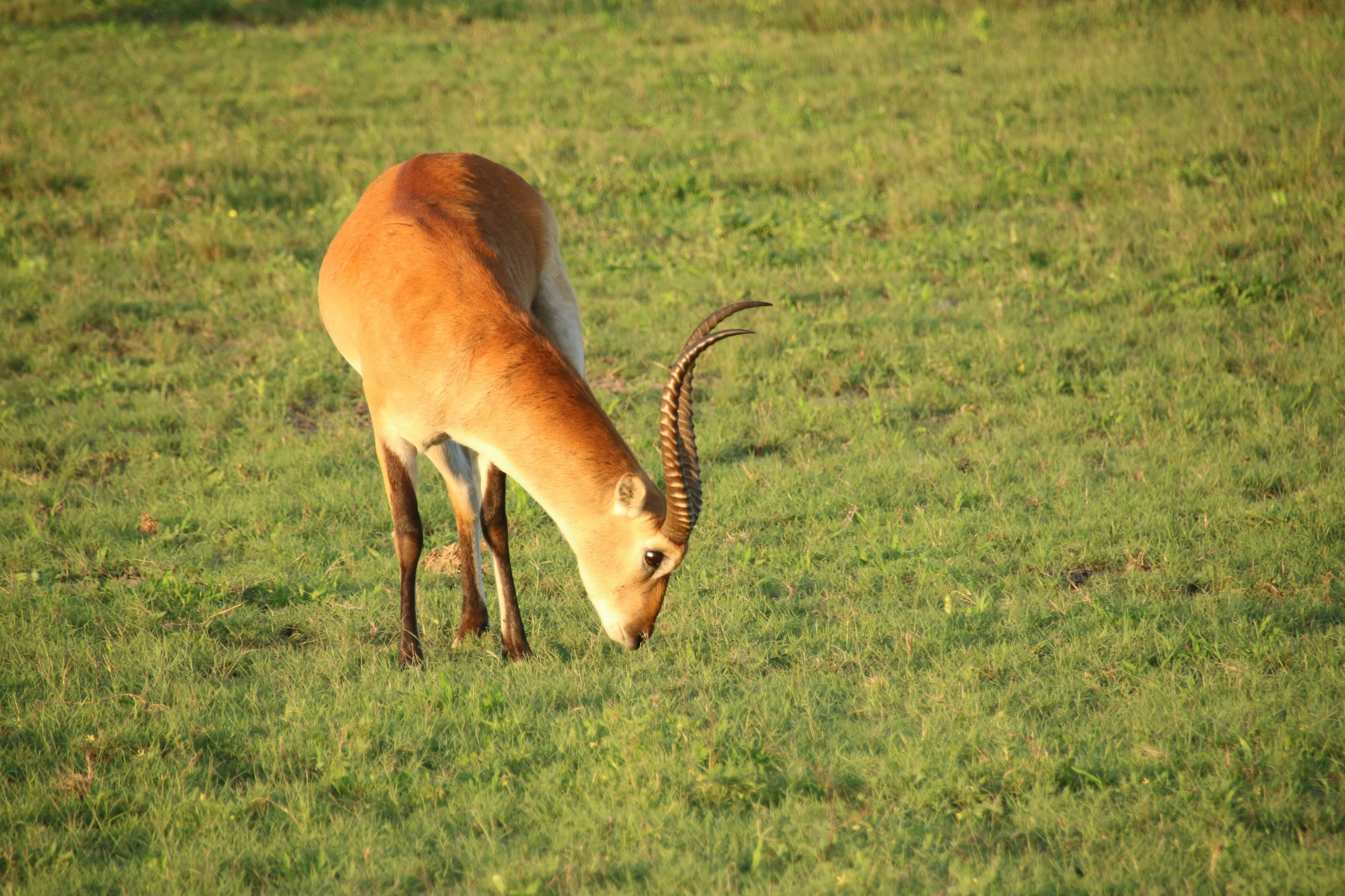 a large antelope with long horns standing in the grass