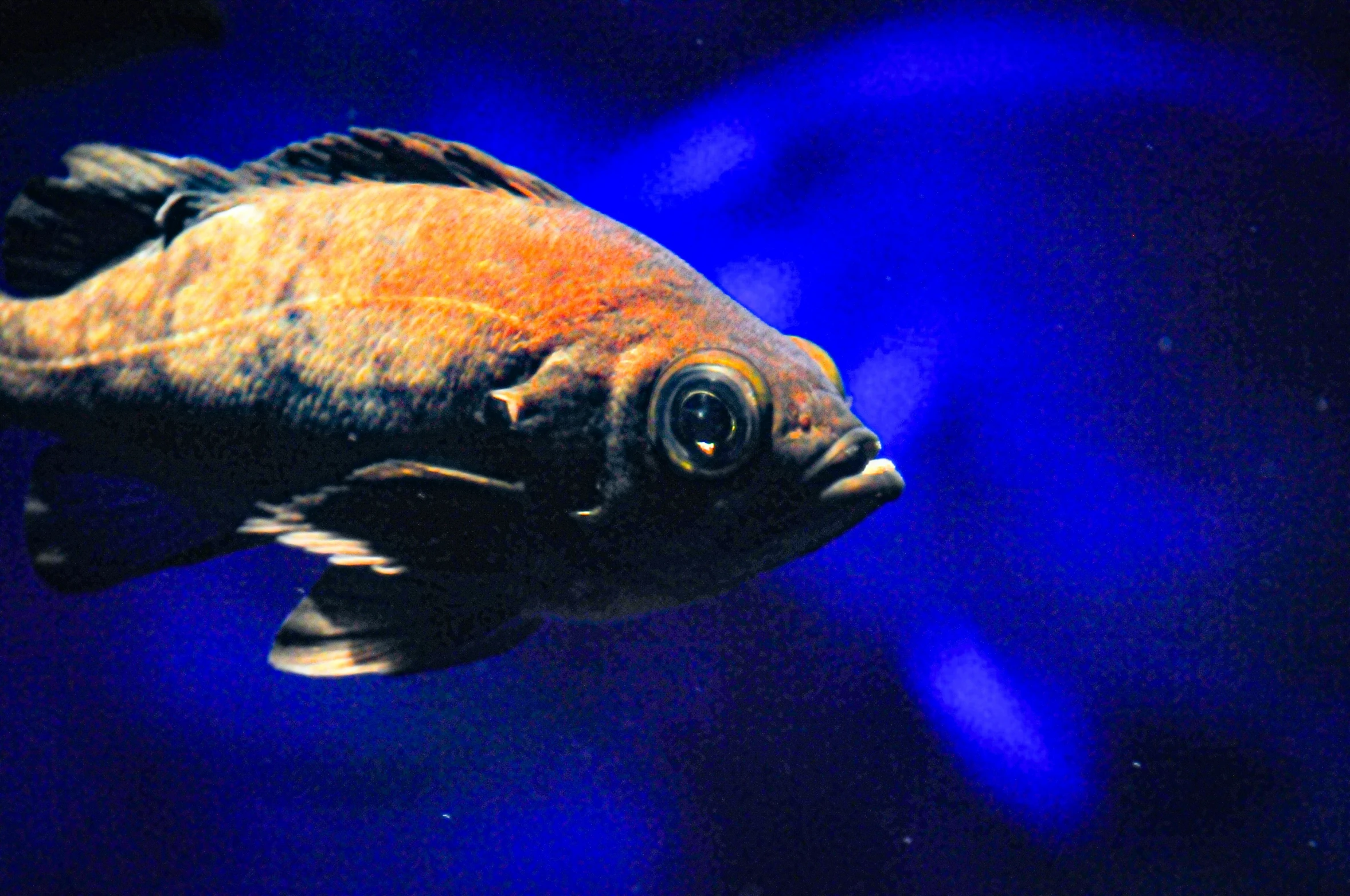 a fish in water next to a light blue background