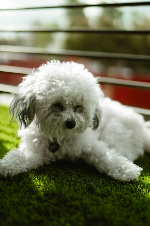 small white dog sitting on green grass in the daytime