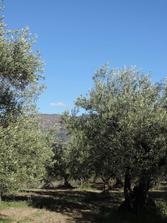 a group of olive trees with sp trees lining the road