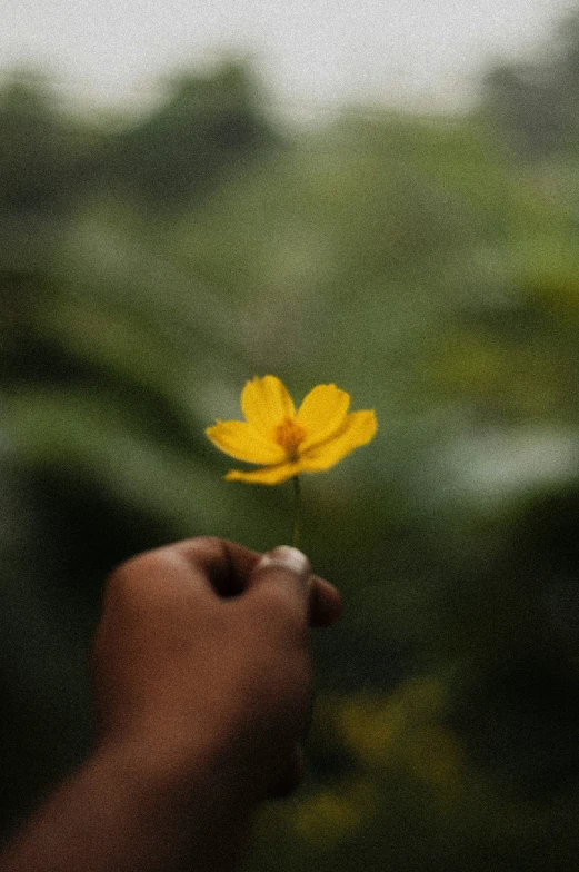 a flower being held by someones hand