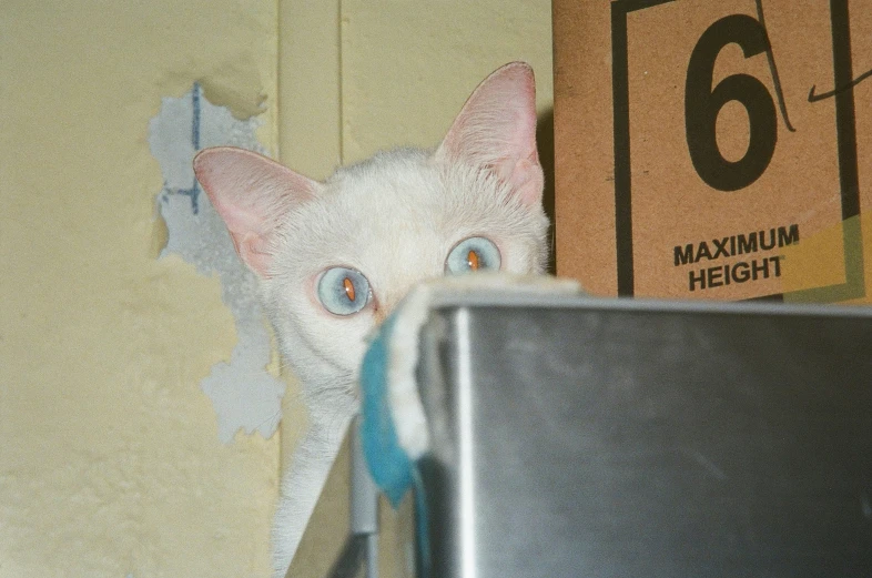 the head of a cat peeking from behind a piece of cardboard that is taped on a wall