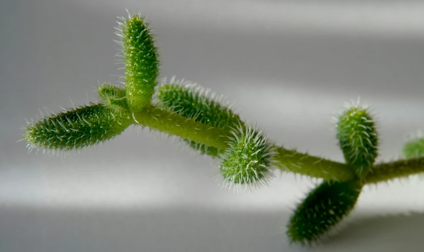 a small plant with long thin leaves