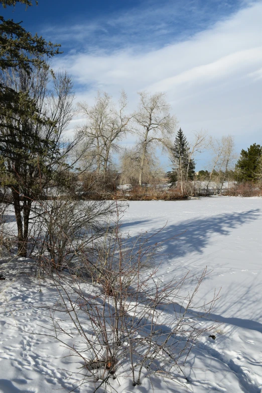 the snow is covering a field with some trees and bushes