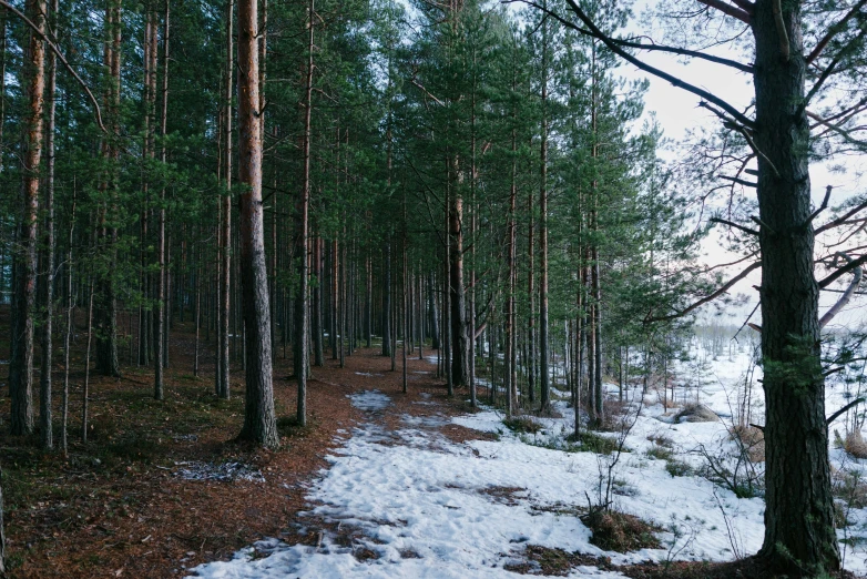 a snowy pathway through the woods with no trees