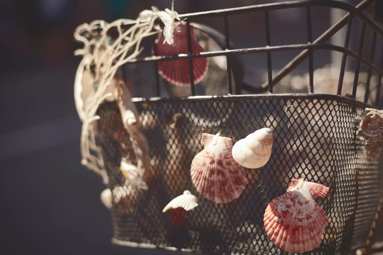 sea shells sitting on the side of the basket