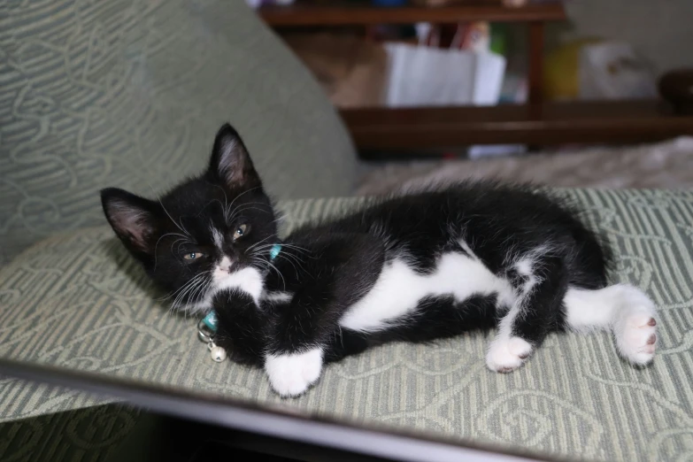 a cat lying on a coach next to other things