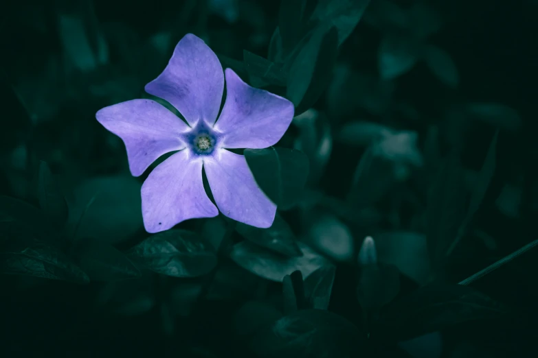 the violet flower is pographed against the dark background