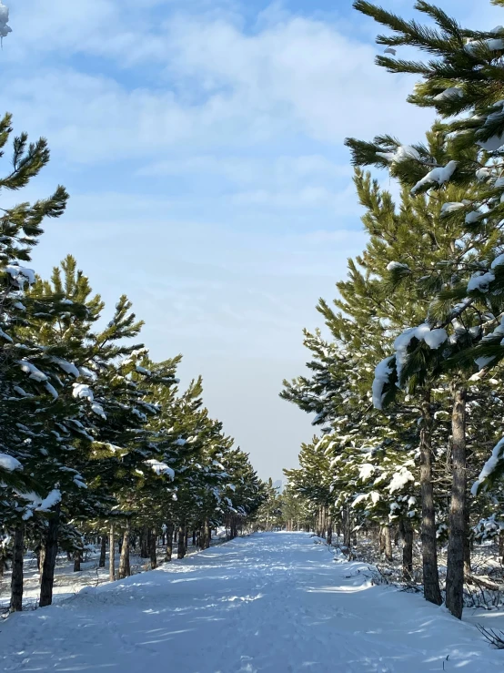 this is a beautiful po of the trees along side a pathway that leads to a bench