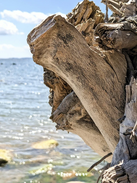 a close up of an old tree nch on the water