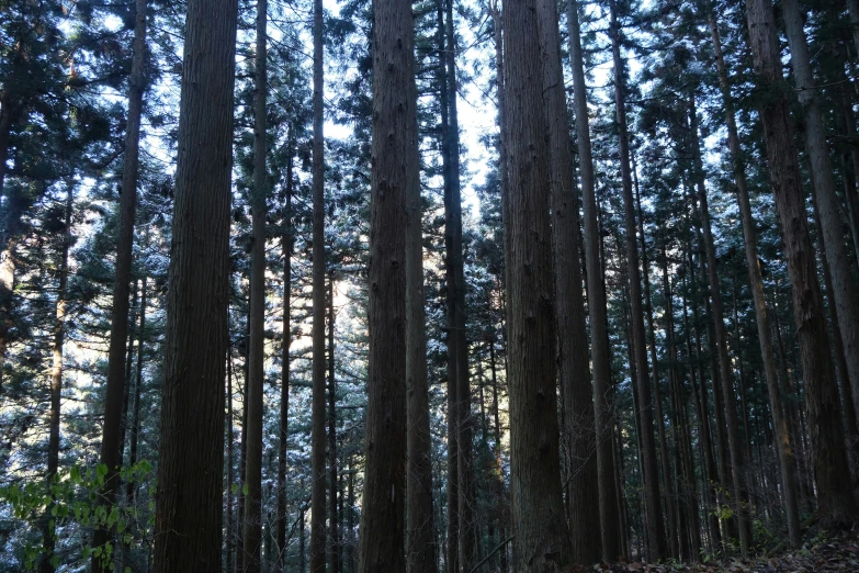 the trees are growing all over the forest