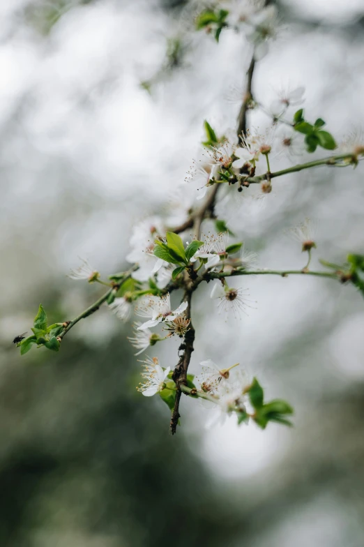 small white flowers are on the nches of a tree