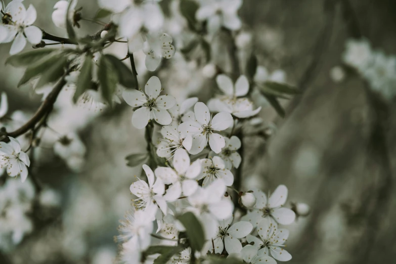 some white flowers growing on the trees with green leaves