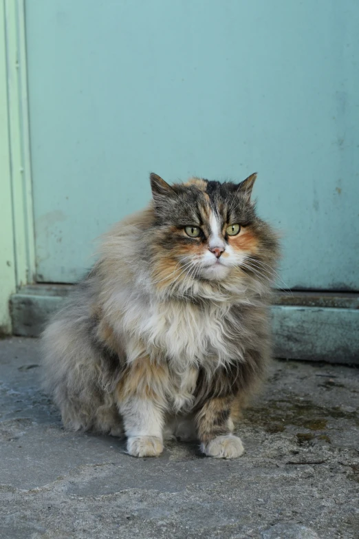 a large fluffy cat standing by a blue wall