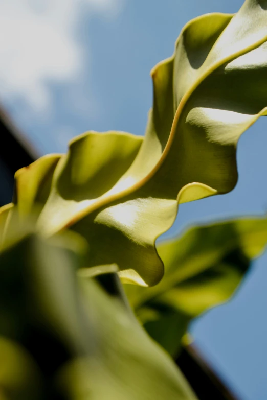 a green plant with a light blue sky in the background