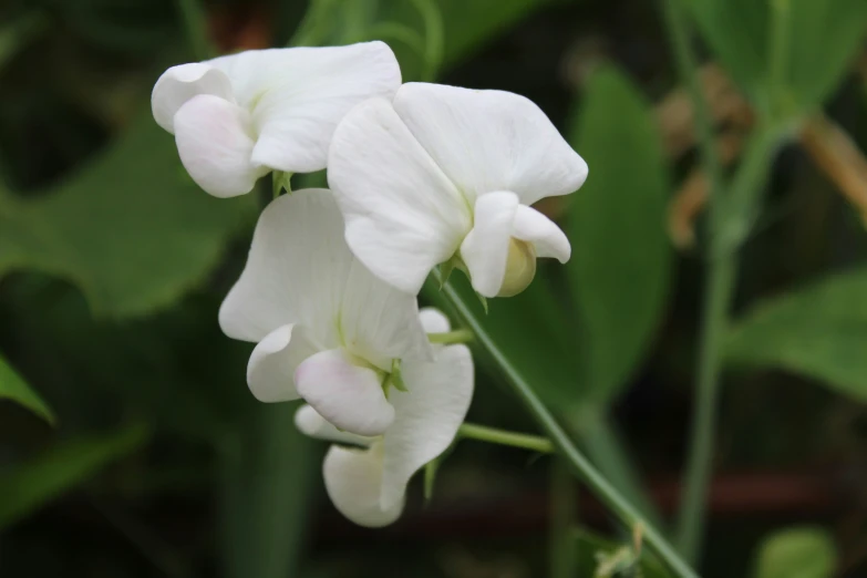 a cluster of white flowers are in a green background