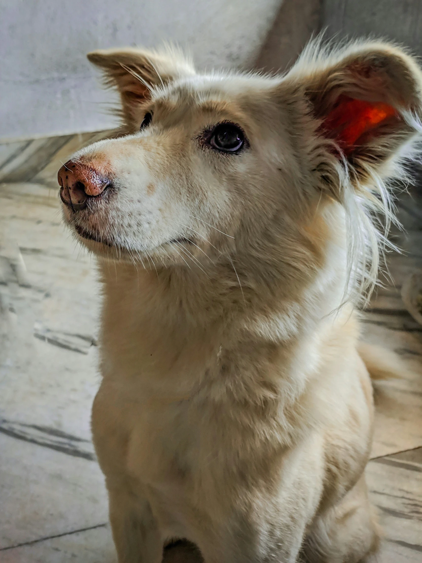 a dog that is sitting down looking at soing