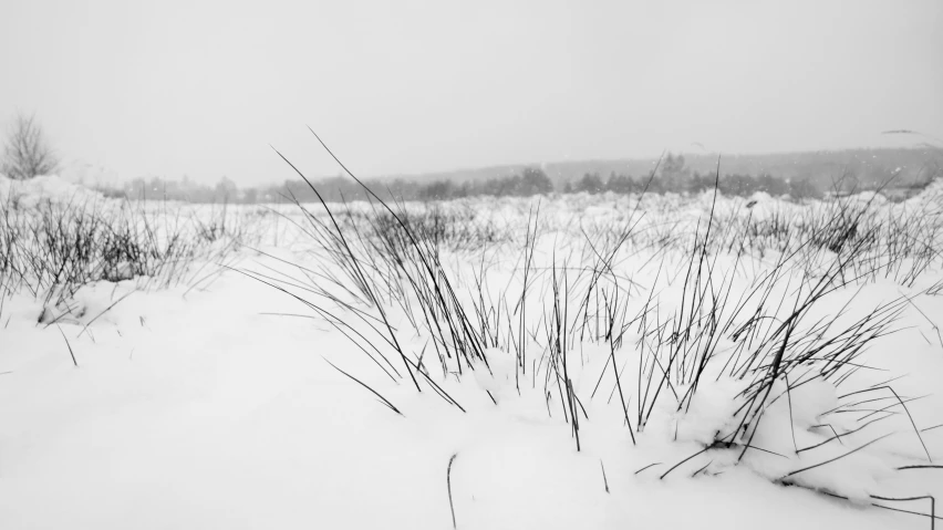 the grass has been completely covered by snow