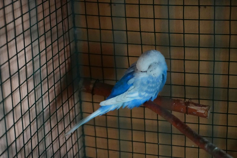 a blue and white bird is sitting on a perch