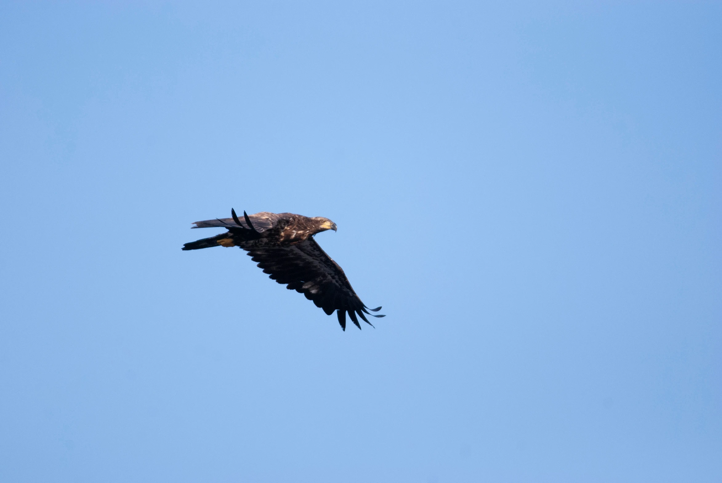 a large bird that is flying in the sky