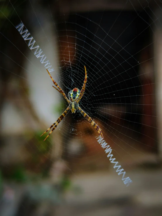 a spider with some words on it's web