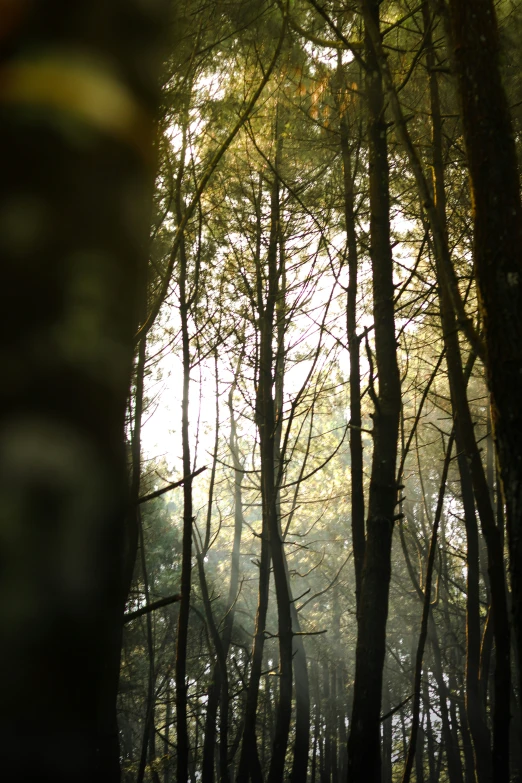 the trees with the sunlight shining through is in a forest