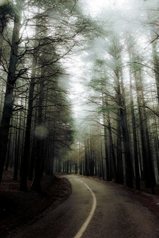 a narrow road winds through a dense dark forest