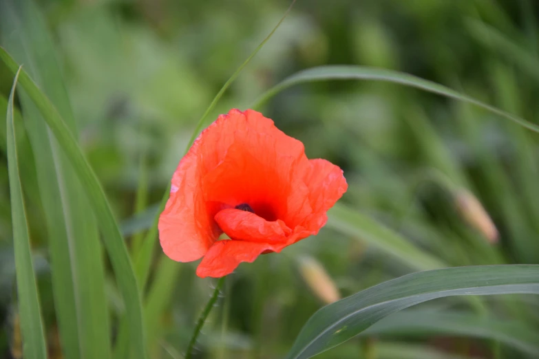 red flower blooming in grass with leaves