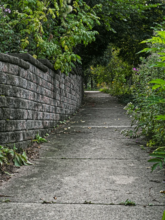 a paved path lined with large trees and plants
