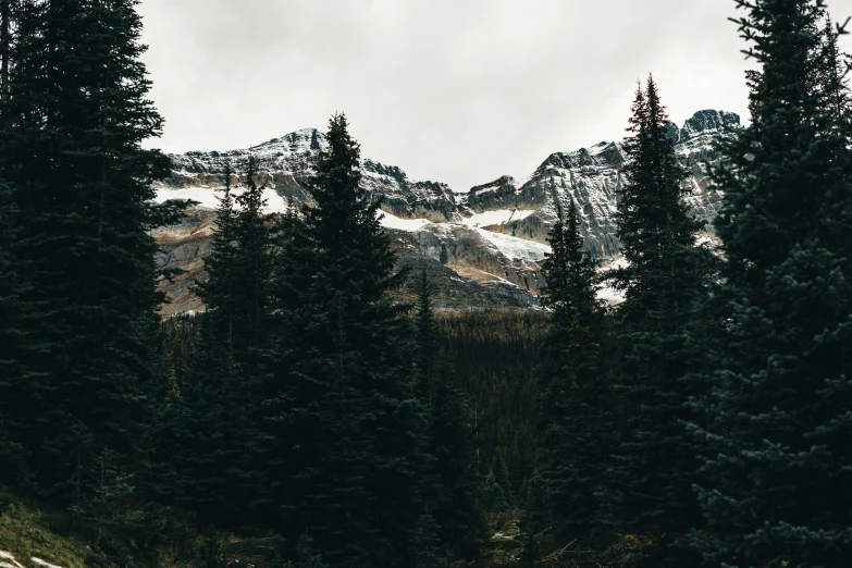 a large mountain with snow on the top is behind a grove of trees