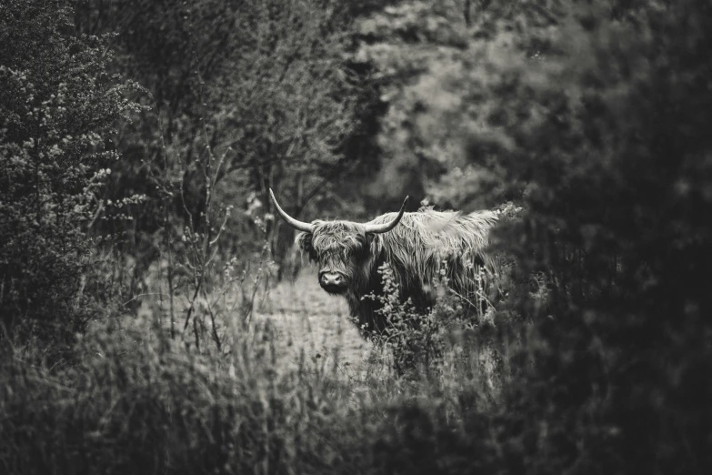 an animal with horns standing in tall grass