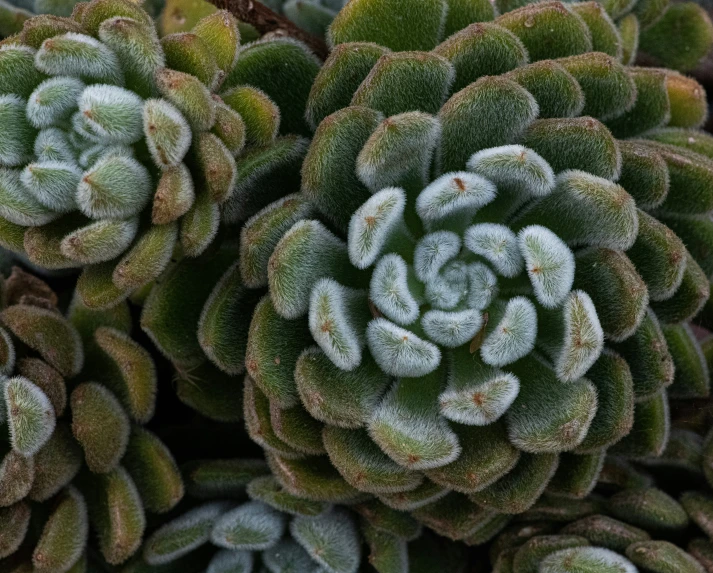 several green and white plants with some dirt on the ground