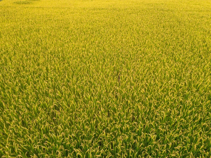 a field of grass with a red fire hydrant