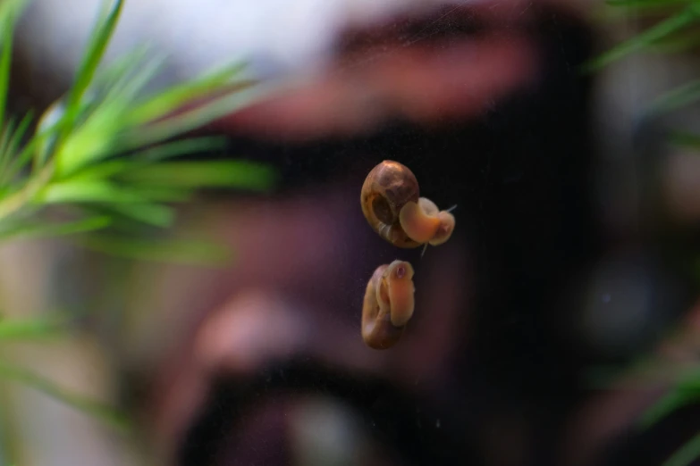 two snails standing on the nch of a plant