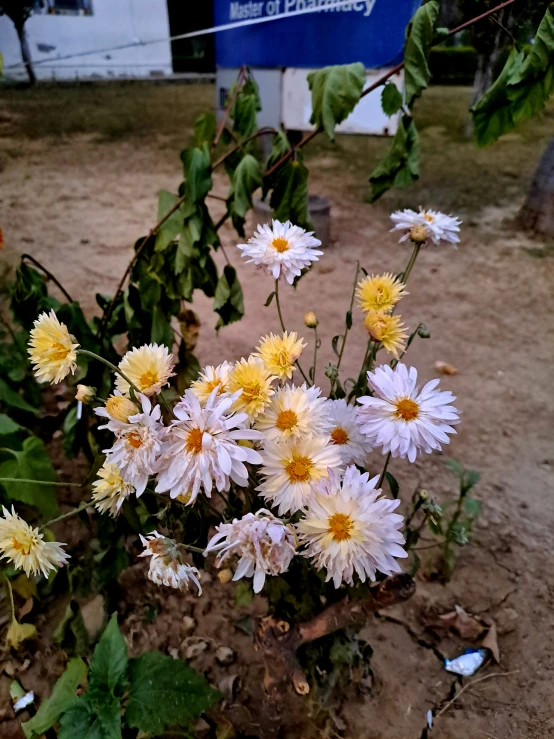 the flowers are blooming by the fence